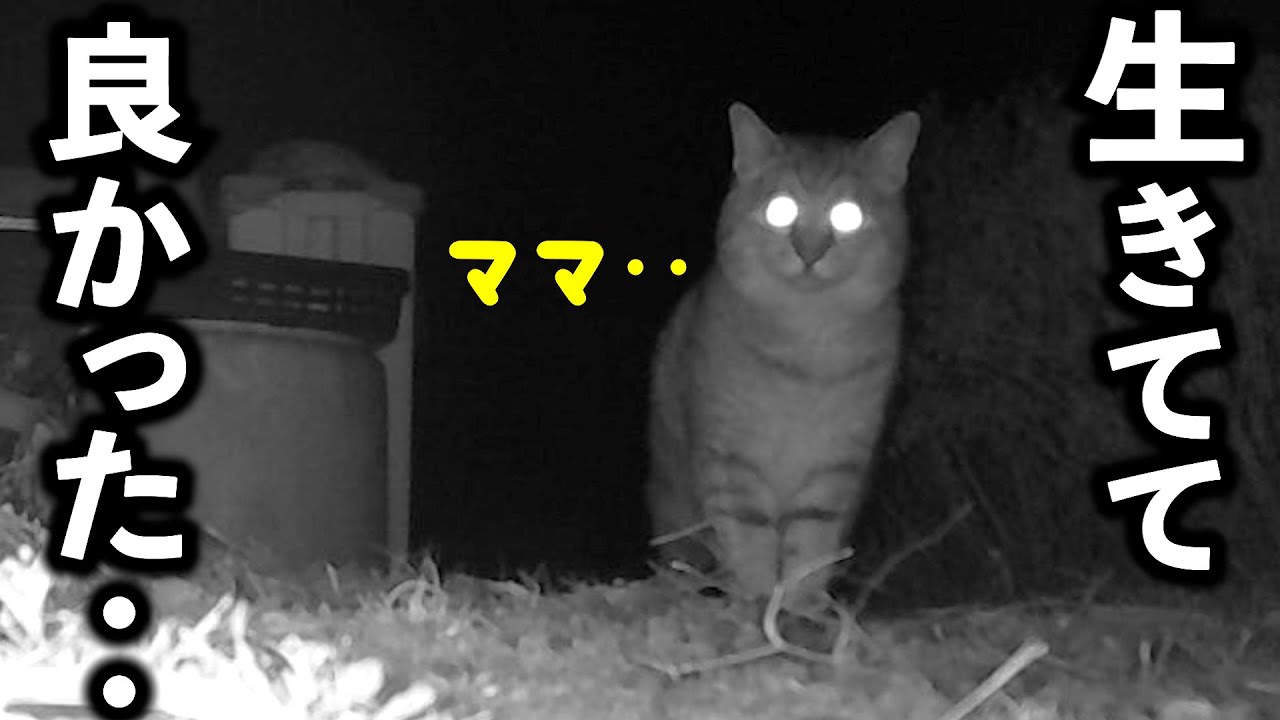 【奇跡の再会】愛猫脱走から4日‥保護までの大捜索記録【ペット探偵】