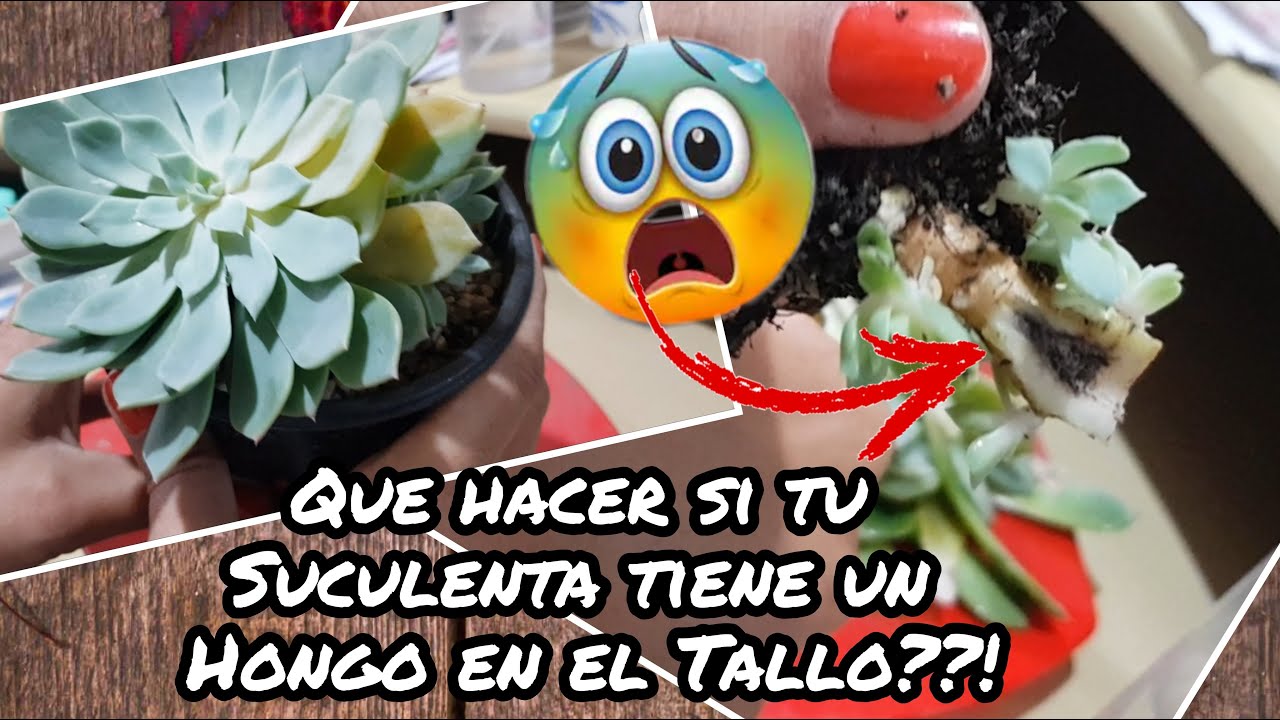 Que hacer si tu Suculenta tiene un Hongo en el tallo???!! #tallonegro #hongos