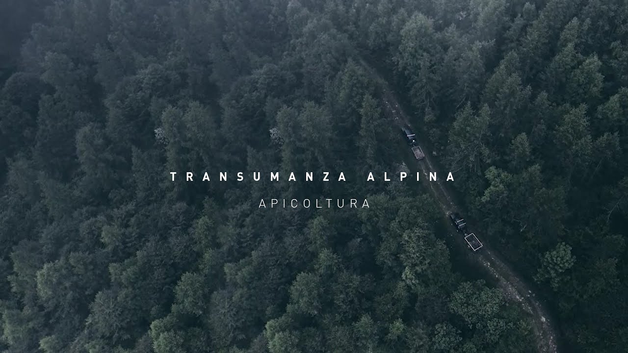 Apicoltore Nomade | La Transumanza alpina: Le api, dalla pianura alle fioriture alpine.