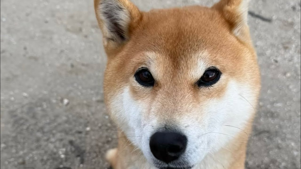 仕事から帰って来た時のお出迎えが激しいマロンちゃん😍嬉しさ爆発させまくり🤣🤣🤣