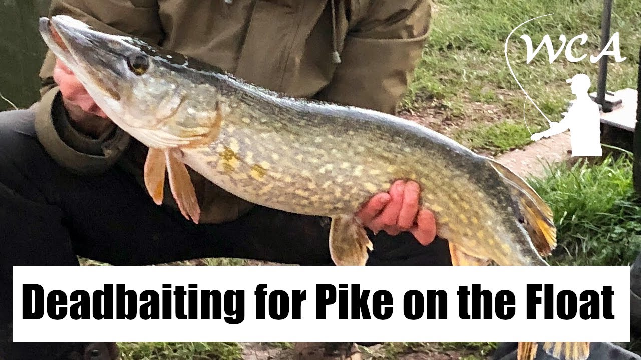 Dead baiting for canal pike on the float