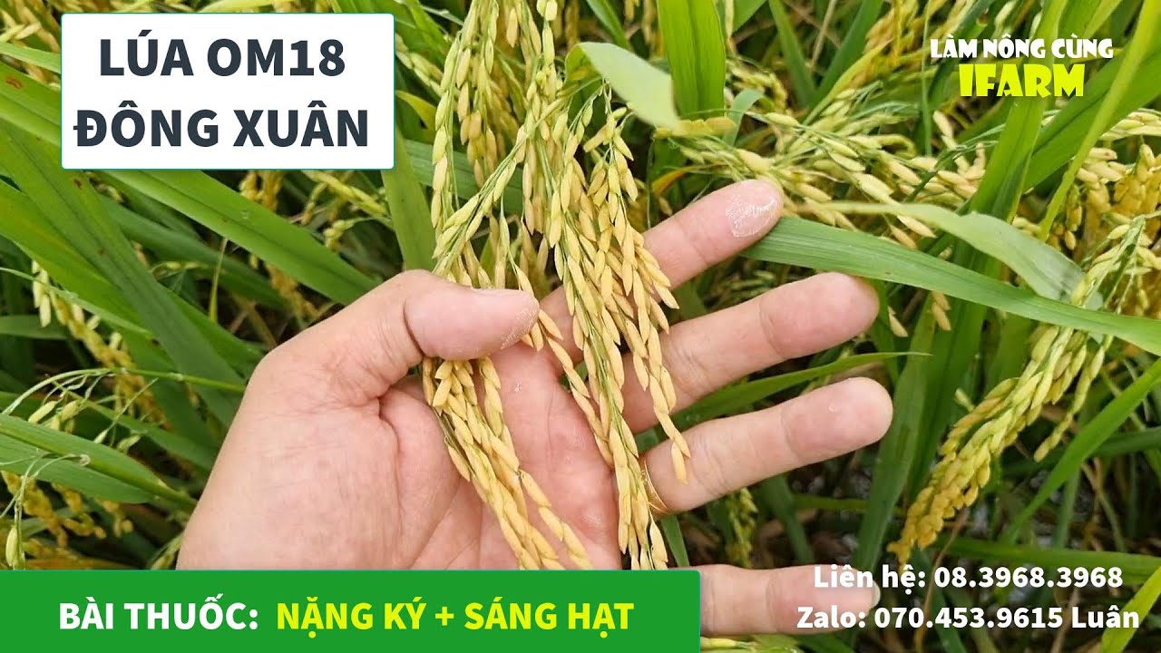 L&Uacute;A OM18 Đ&Ocirc;NG XU&Acirc;N | C&Aacute;CH GIỮ L&Aacute; Đ&Ograve;NG XANH  - NẶNG K&Yacute; | KIẾN TƯỜNG - LONG AN