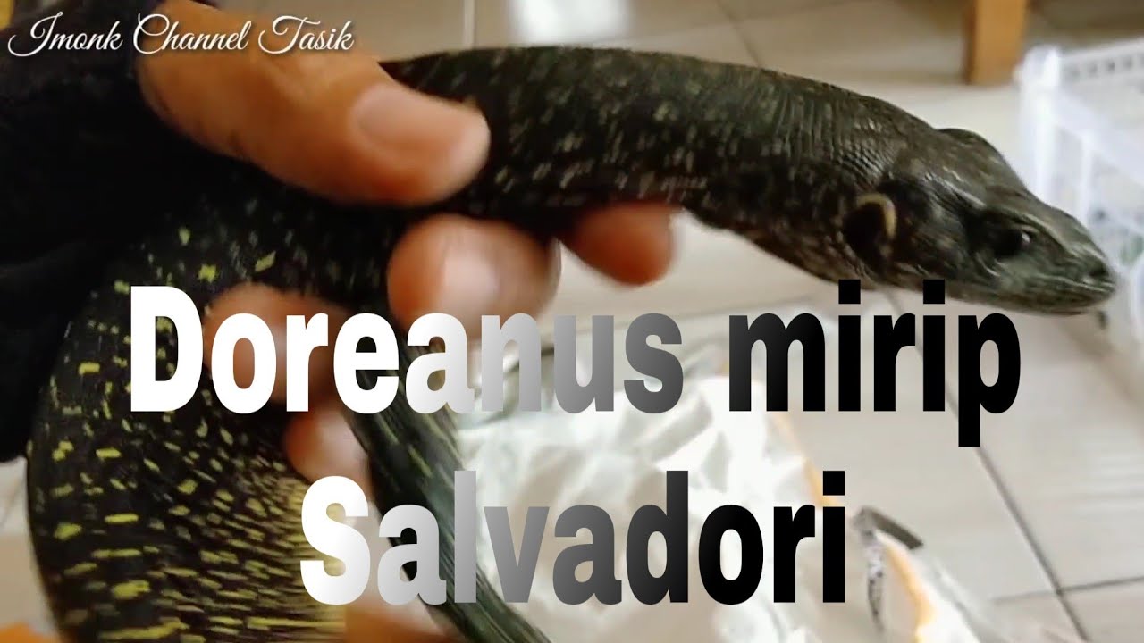 Unboxing Varanus Doreanus Sorong