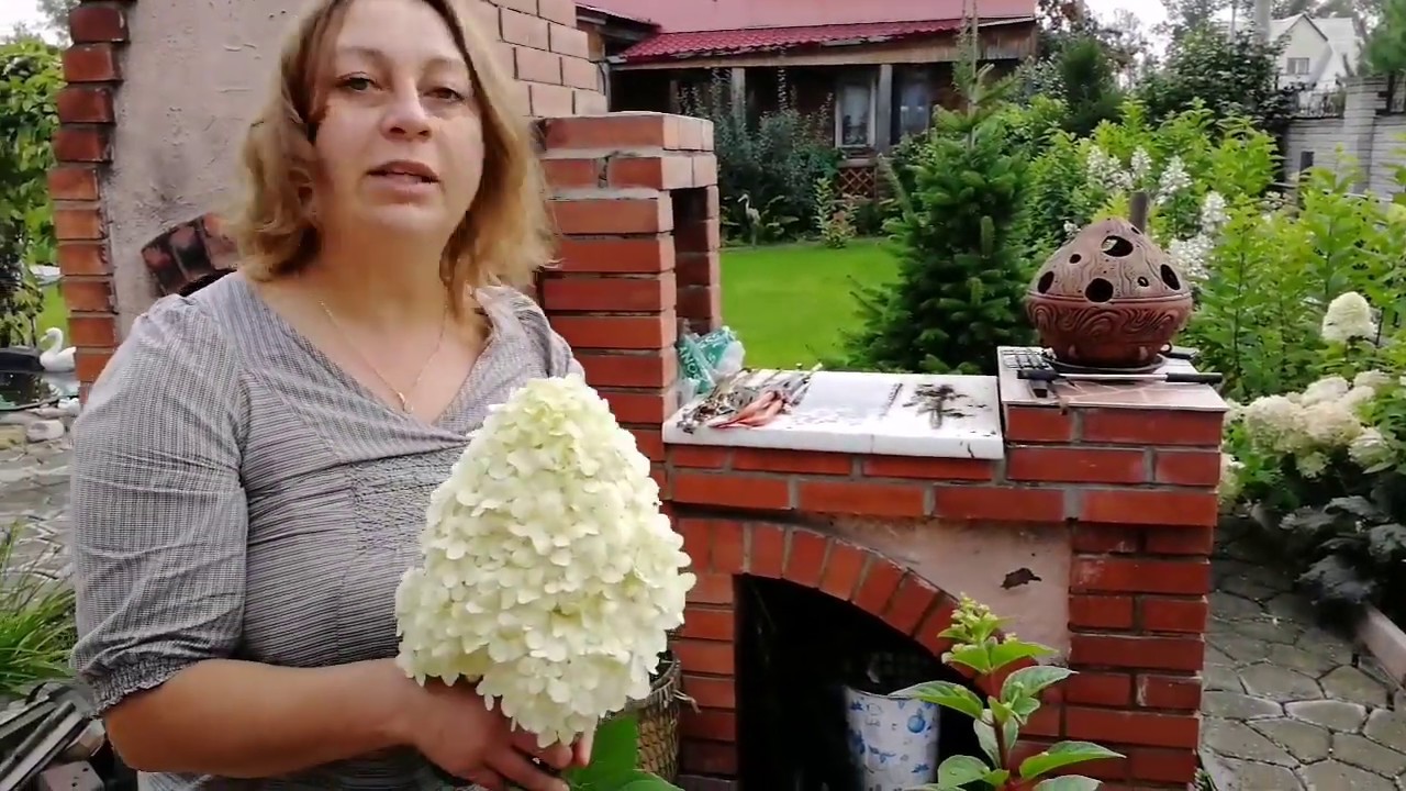 ХИТРОСТИ ОБРЕЗКИ ГОРТЕНЗИЙ по СОРТАМ! КАК получить ЧУДО!