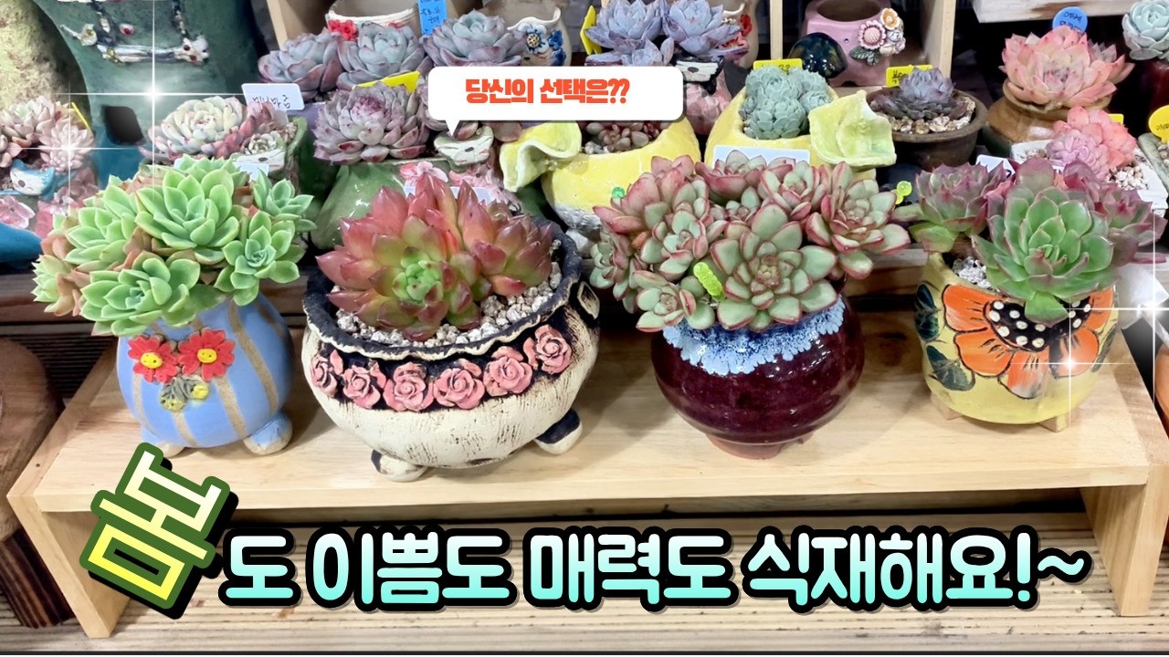 260218[다육식재] 각각의 매력을 가진아이들 봄맞이 식재 해보아요 ~
