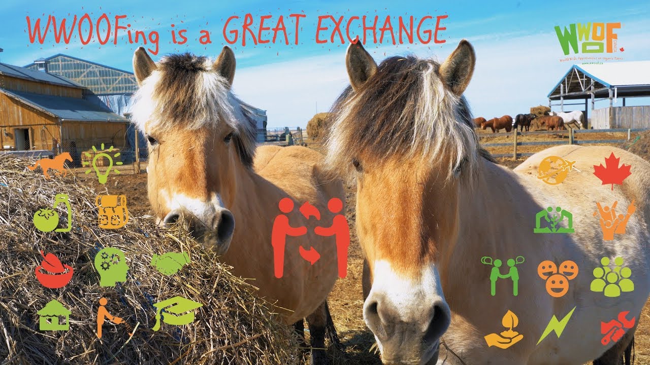 2nd place winner - WWOOF is a Great Exchange - Work abroad on an organic farm