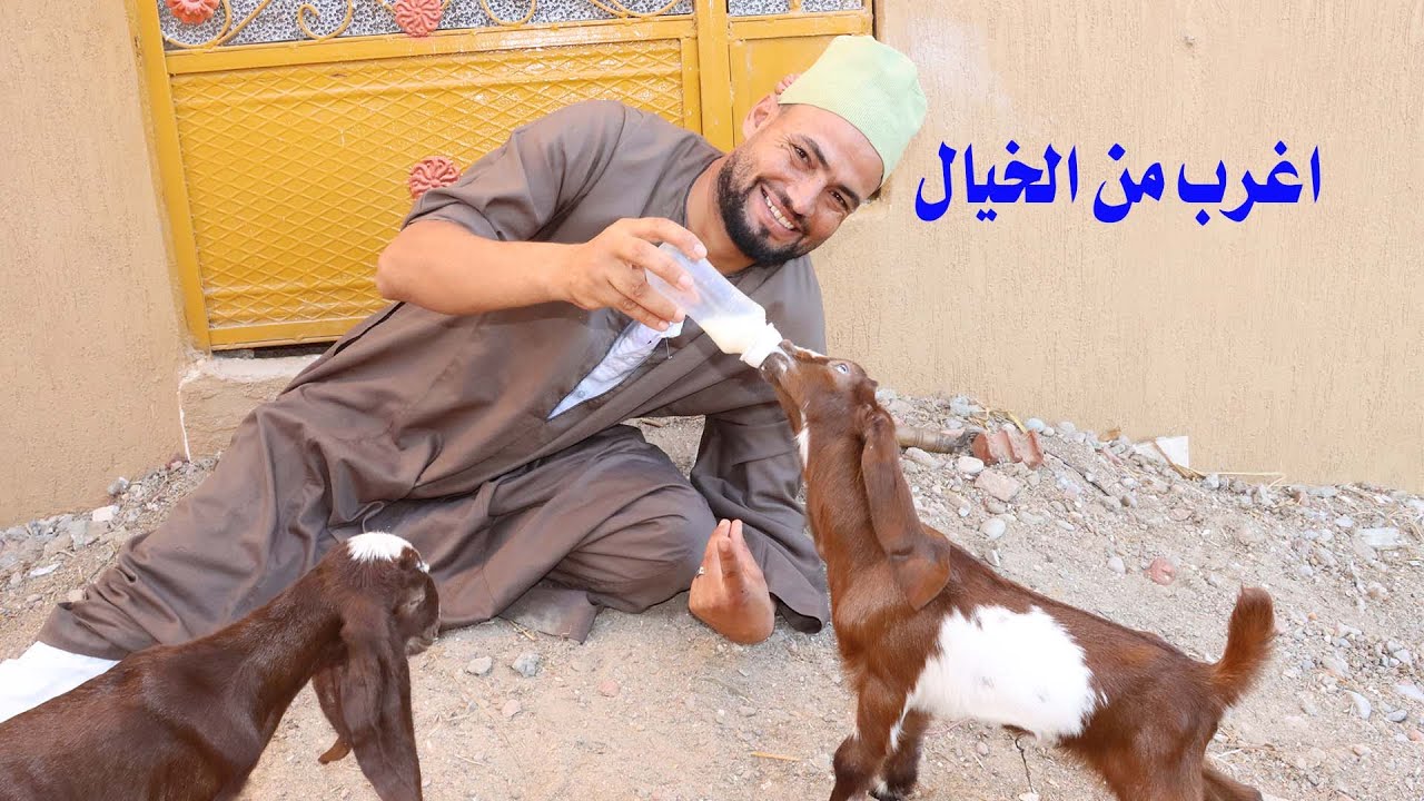 بحان الله اغرب من الخيال  شاهد كيف  ربى بسيونى الماعز اليتيم
