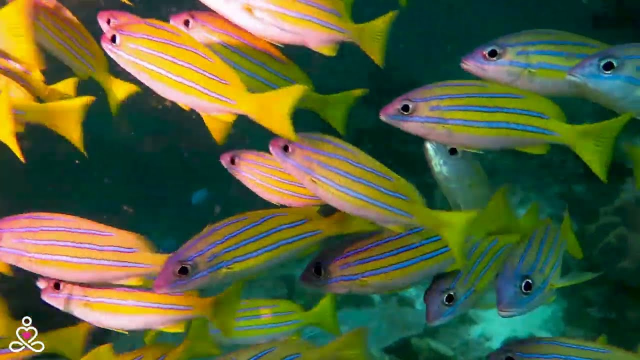 UHD Sea Life Journey 🐬 Soothing Music with Stunning Coral Reefs & Underwater Creatures #12