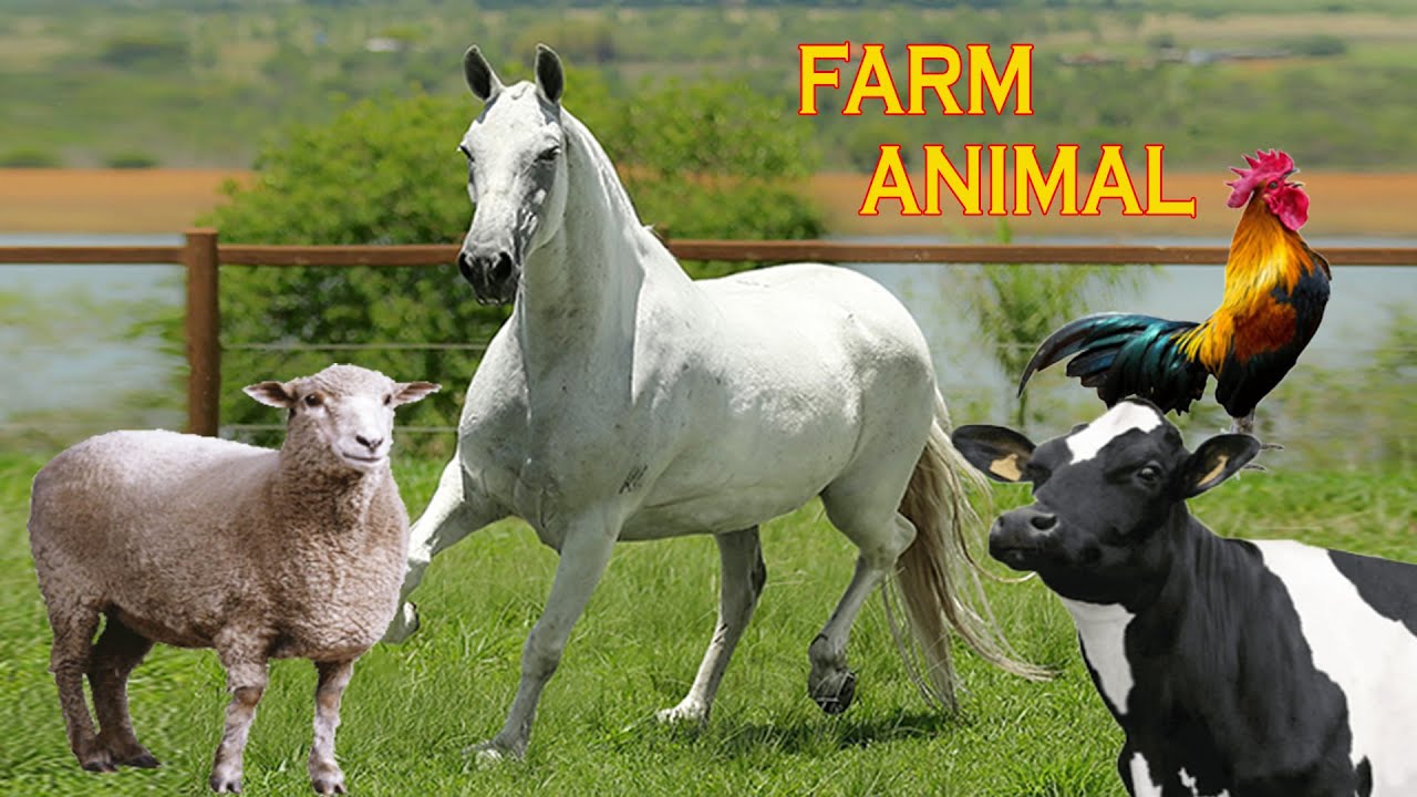 Animais da Fazenda - Nome e som dos Animais da Fazenda