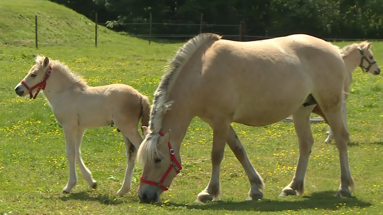 Különleges kiscsikók születtek Hajmáson