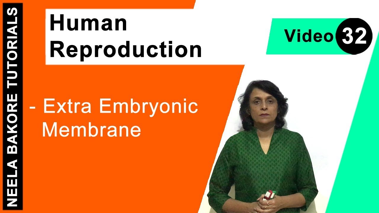 Human Reproduction | NEET | Extra Embryonic Membrane | Neela Bakore Tutorials
