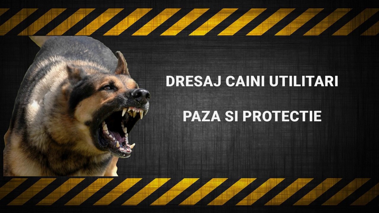 Dresaj Canin BRAVO - Paza si protectie