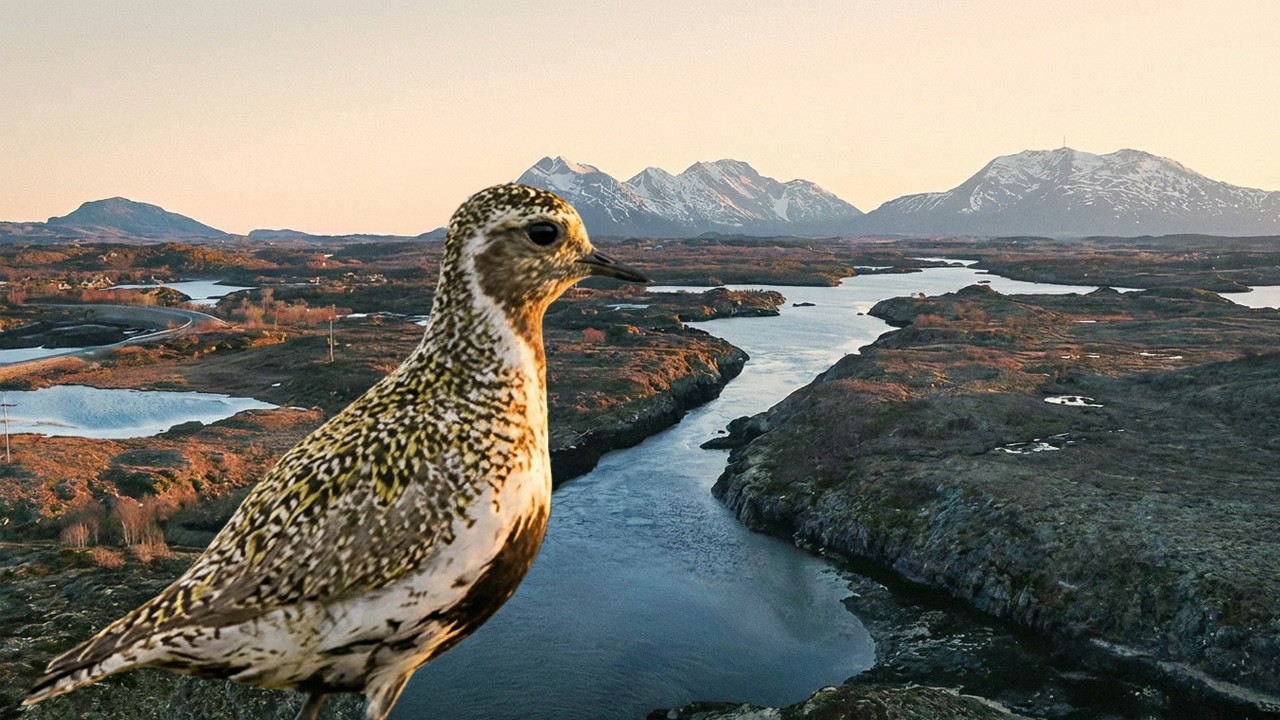 The Wild Bird Sanctuary of Northern Norway