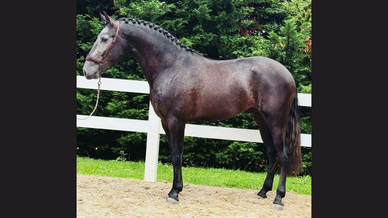 PSL gelding for Sale – SOLEADO – Young Talent (3 y/o – 1.65 m – Ideal for Amateur+ Riders – Spain)