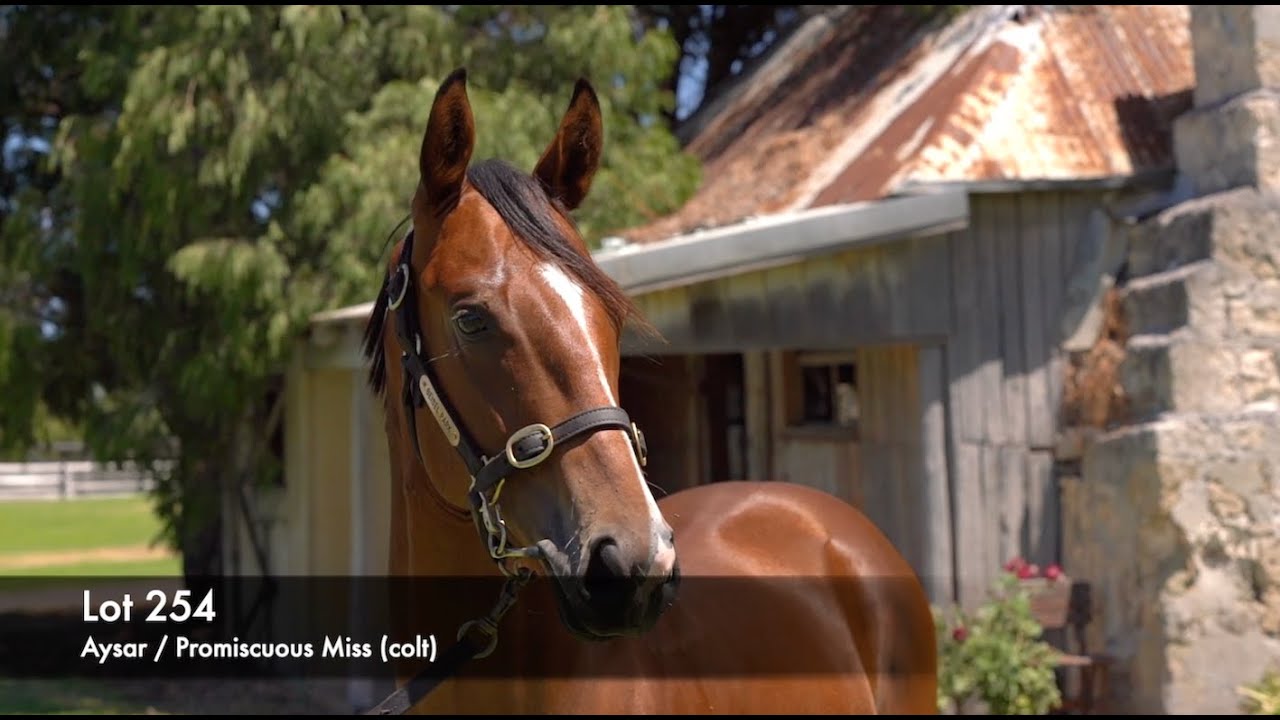 Lot 254 - Aysar (AUS) / Promiscuous Miss (AUS)