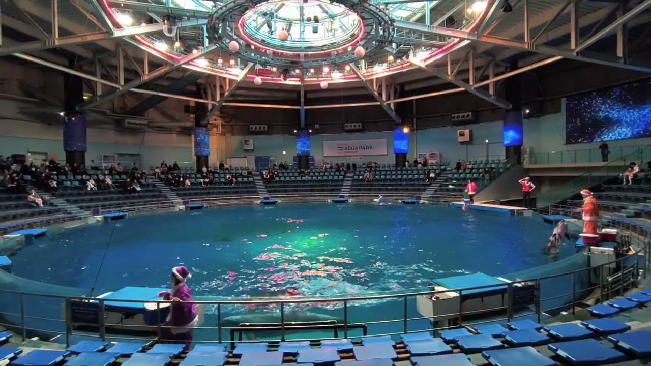 [2025] Dolphin show at Maxwell Aquarium park Shinagawa || #tokyo #japan #maxwell #aquarium