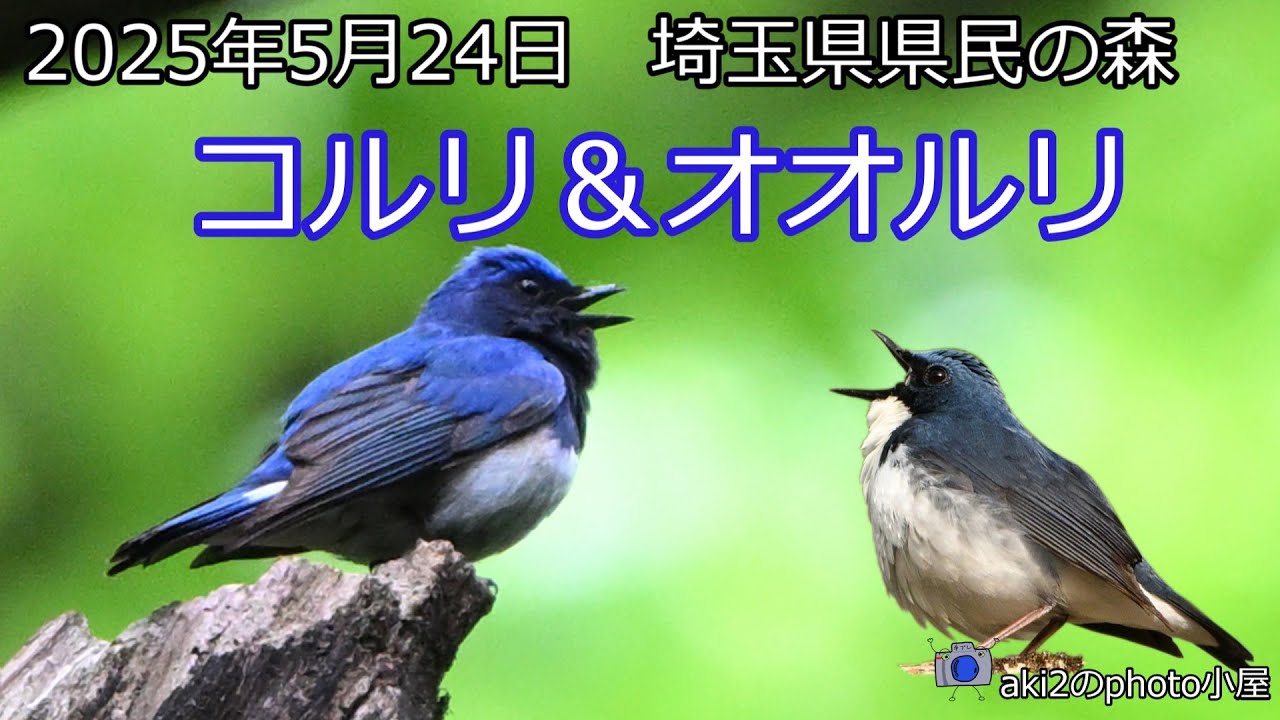関東の探鳥　埼玉県県民の森2025年5月24日　コルリ・オオルリ・キビタキ・コサメビタキ・ミソサザイ・コゲラ・アオゲラ・アカゲラ・ヒガラ・ヤマガラ他