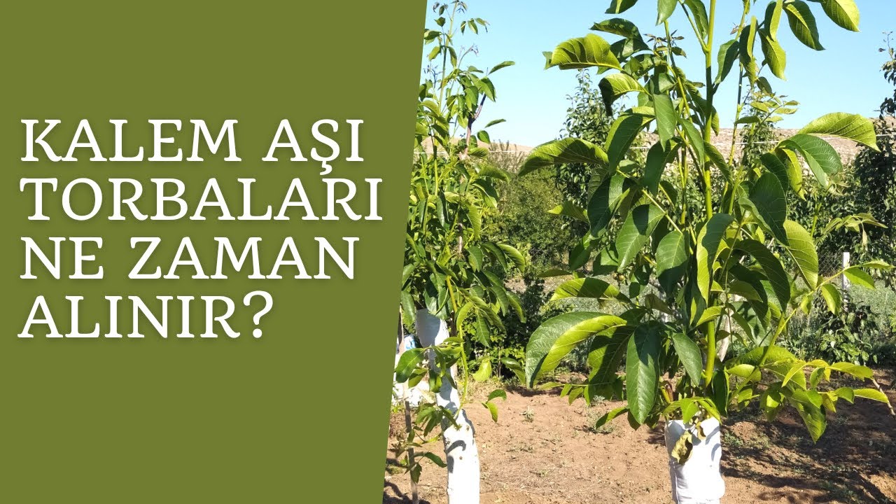 35-Kalem aşı ile yeni aşılanmış kalın cevizin aşı bandı ne zaman alınır?