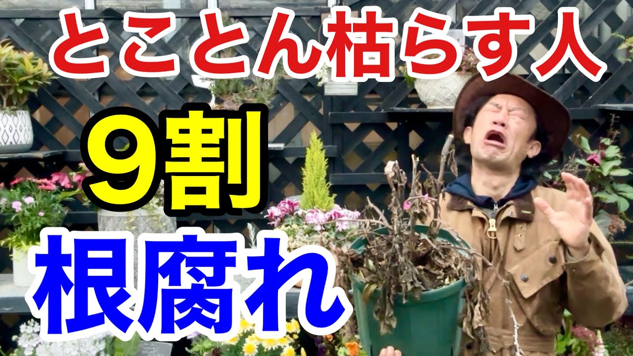初心者でも根腐れで枯らさない簡単な方法教えます　　　　【カーメン君】【園芸】【ガーデニング】【ブラックベース】