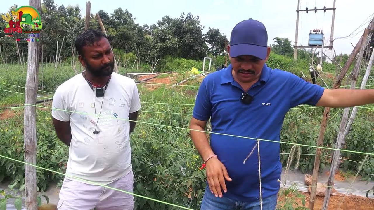टमाटर की खेती कैसे करें/tomato farming step by step in Hindi/tomato farming guide 2026