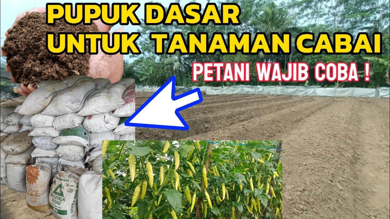 PUPUK DASAR UNTUK CABAI RAWIT #pupukdasar #pupukcabairawit