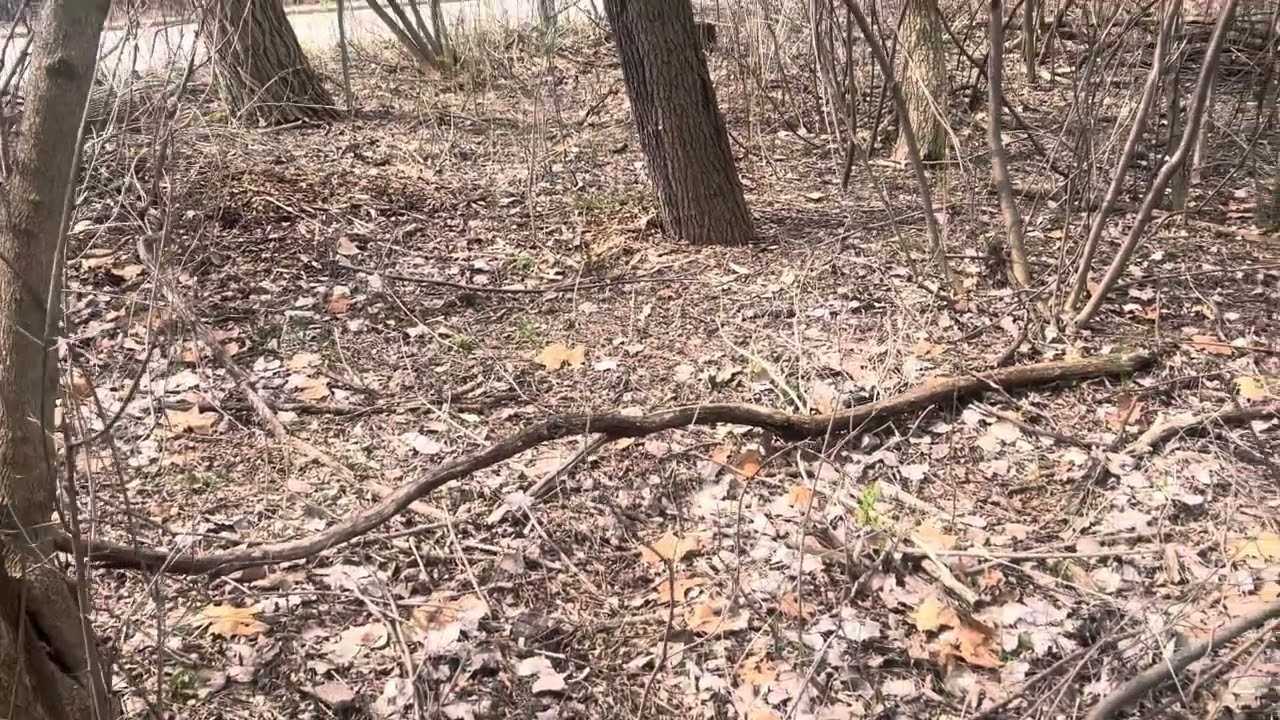 Third year invasive  honeysuckle removal