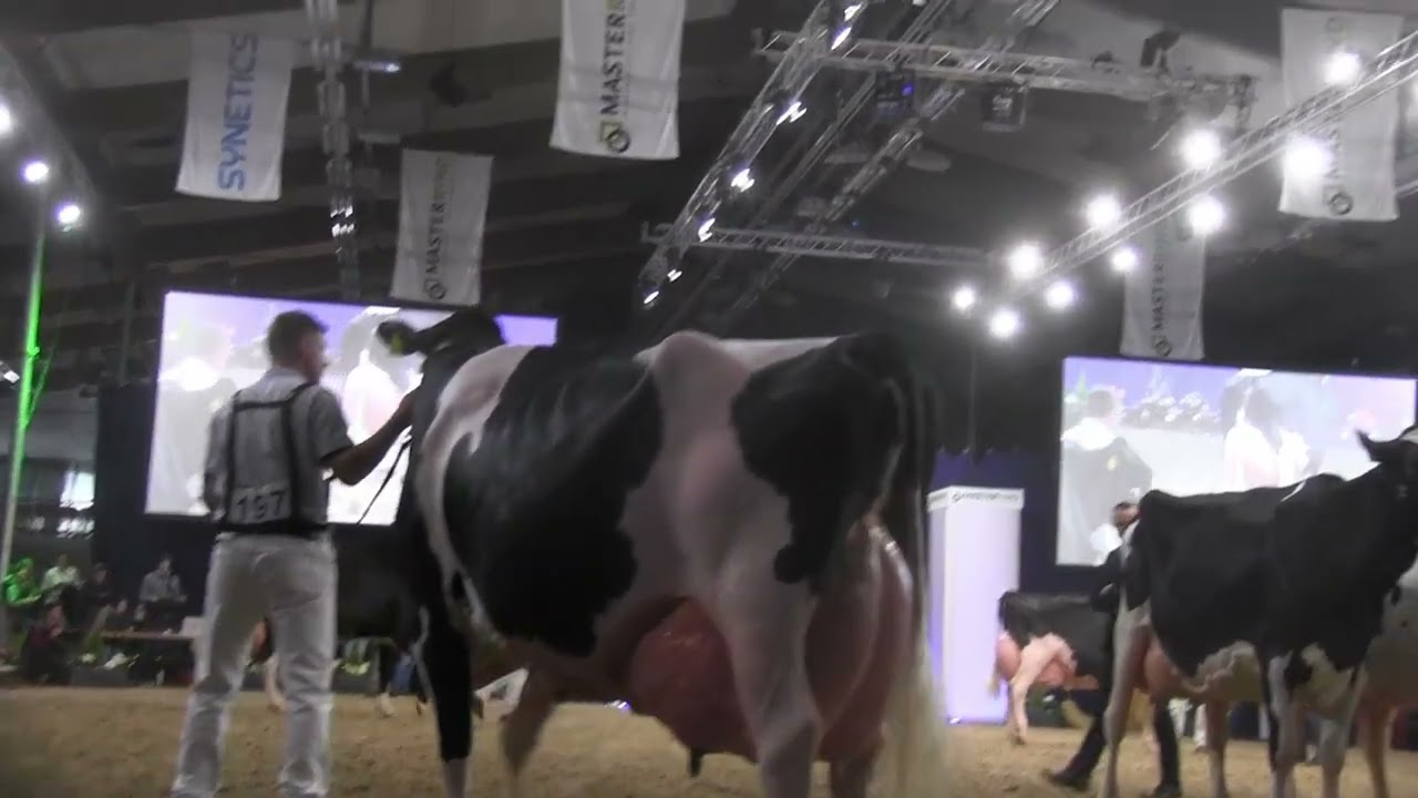 2025 12 08 CATTLE de Schau der Besten 2024 25