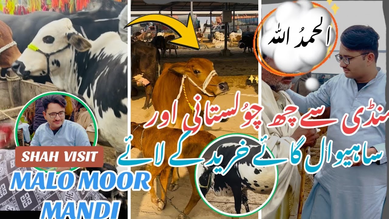 Today Shah Visit Malo Moor Jangh Mandi ||الحمدُ اللّٰہ منڈی سے چھ گائے🐄خرید کے لائے ||