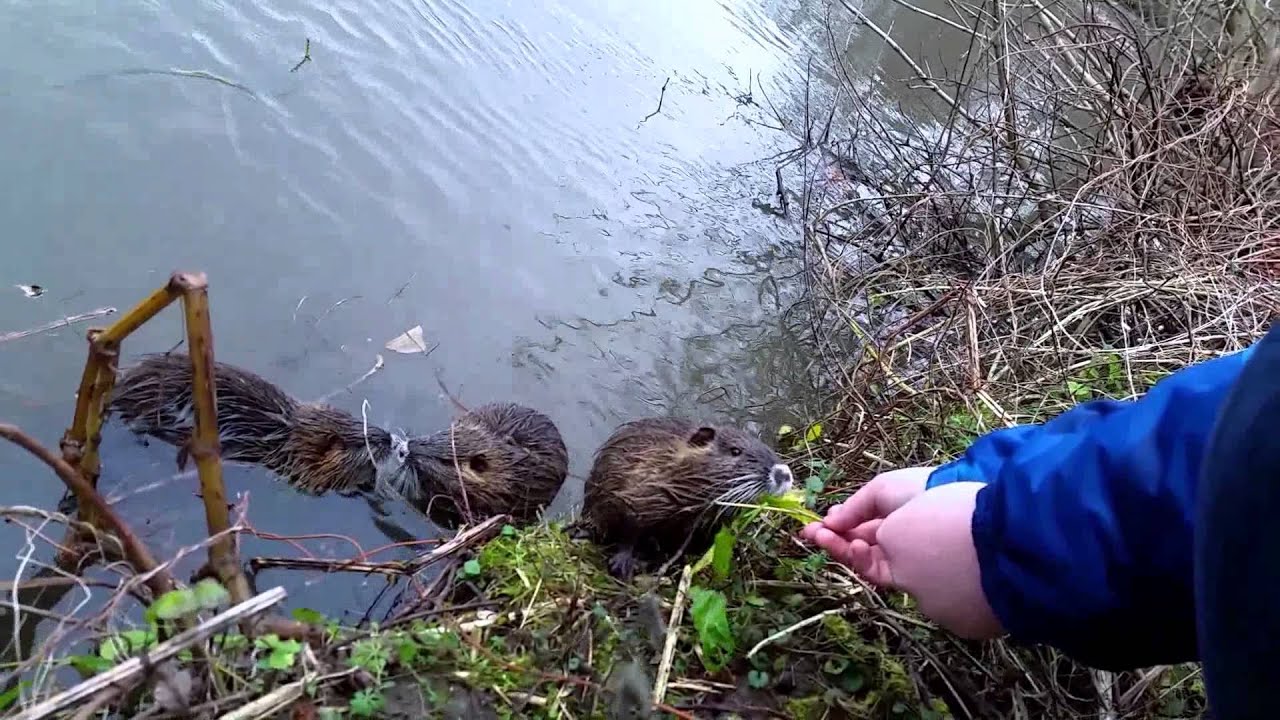 Nutria oder Bisamratte?