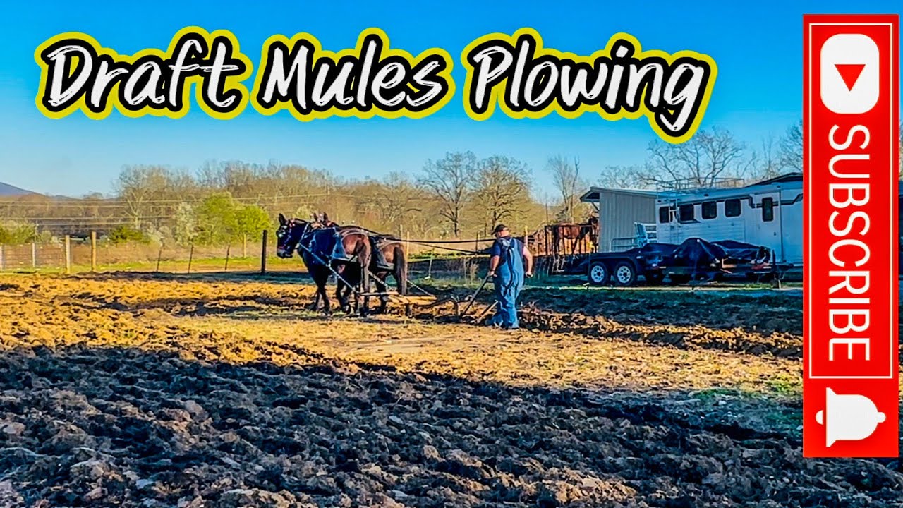 MULES PLOW the GARDEN//NEW HORSE DRAWN EQUIPMENT#202 #drafthorses #horselogging #garden #tennessee