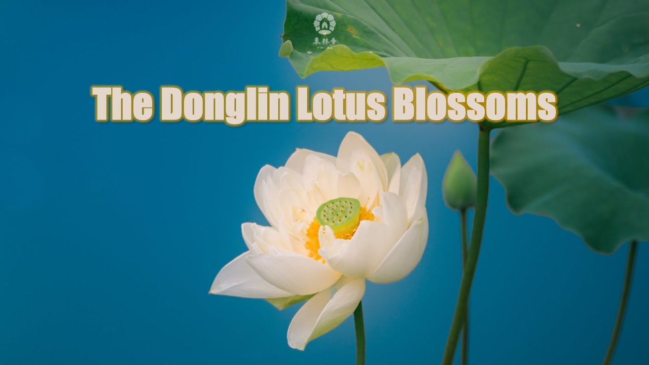 The Donglin Lotus Blossoms
