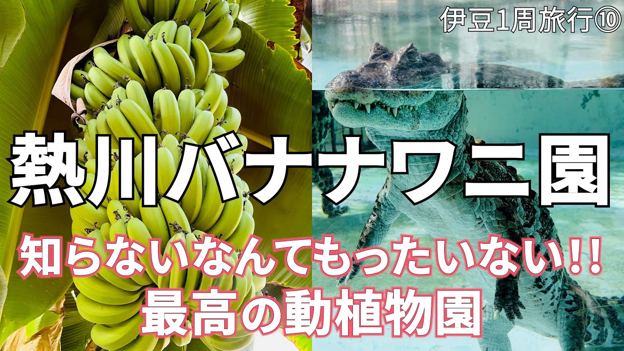 【熱川バナナワニ園】ただのワニ園じゃない! 最高の動植物園に驚いた。もっと早く知りたかったよ…【伊豆1周旅行⑩】/ひとり旅/