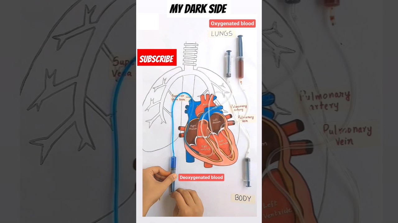 Double Circulation System of Heart ❤️🫀/neet biology #doublecirculation #neet2024 #heart#mydarkside