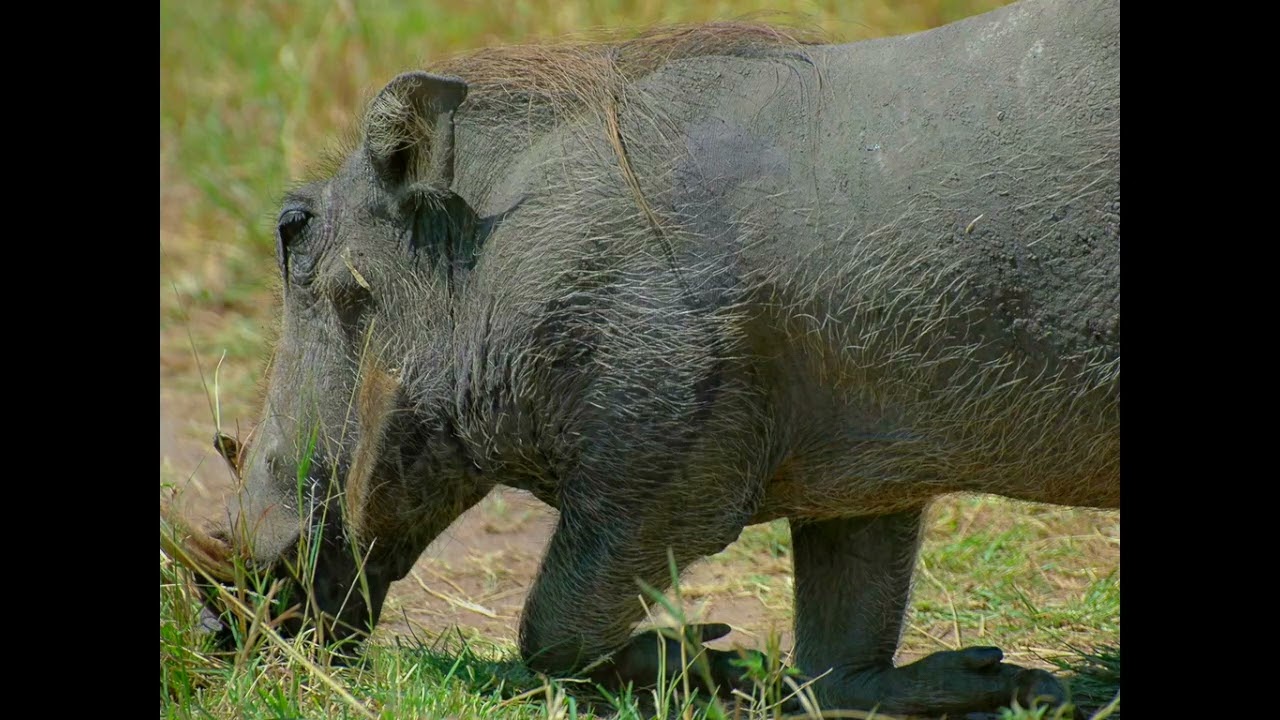 Pictures from safari in Kenya