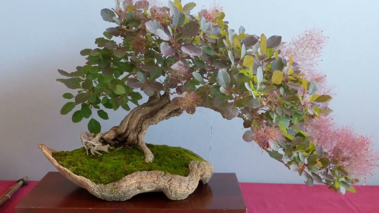 Bonsai Exhibition of the Federal Republic of Germany part 4