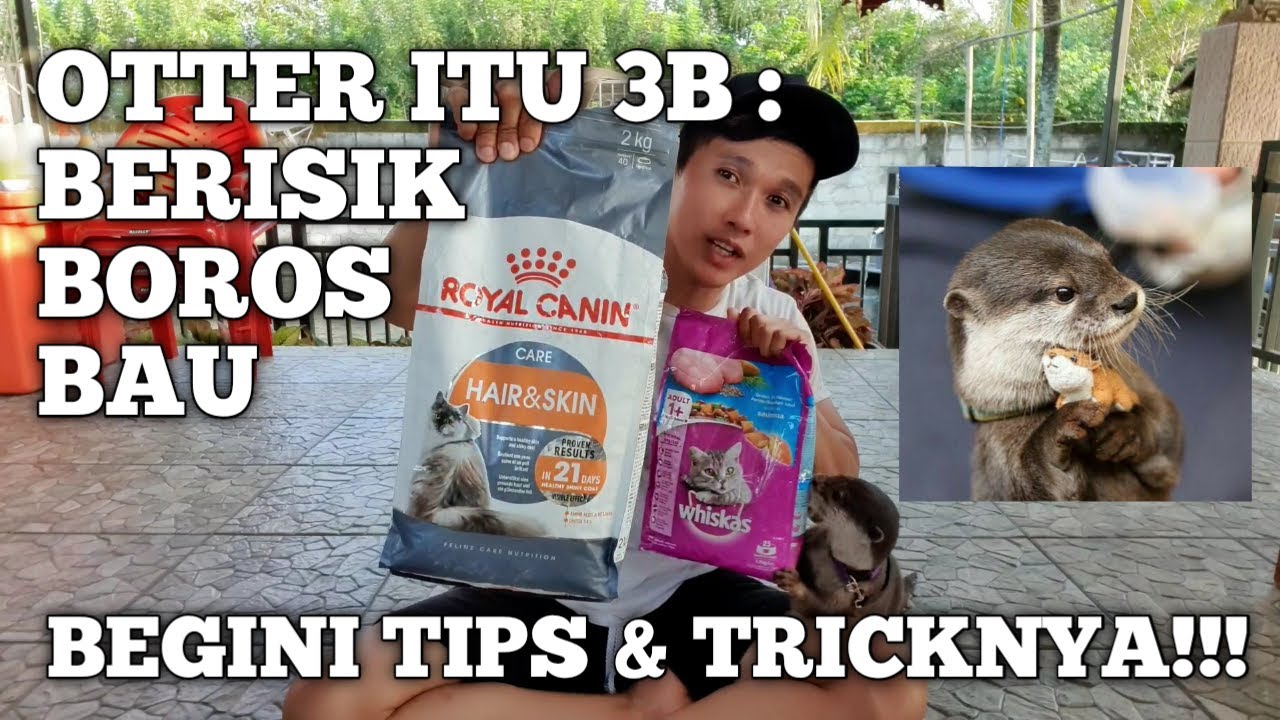 OTTER ITU 3 B : BERISIK, BOROS, BAU. TIPS AND TRICK NGATASIN 3B!