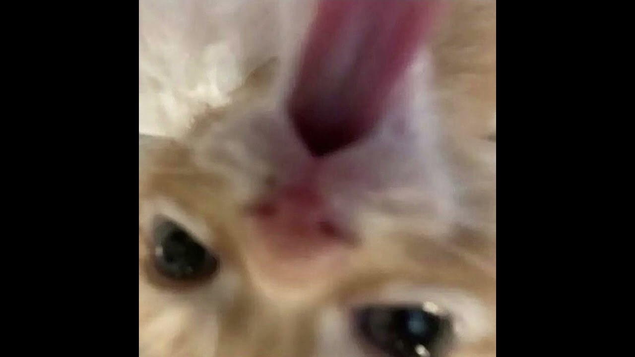 run my mouth - sped up+reverb