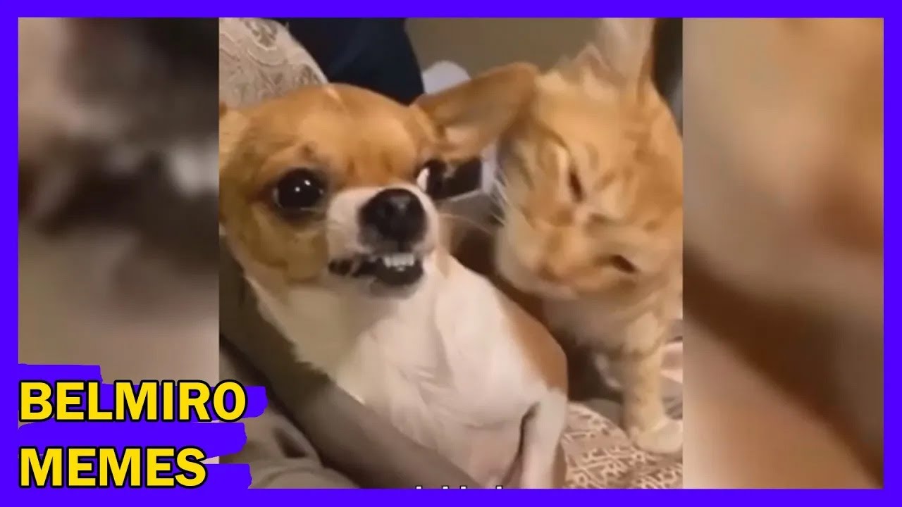 Belmiro Memes: Melhores dublagens engraçadas da semana 89