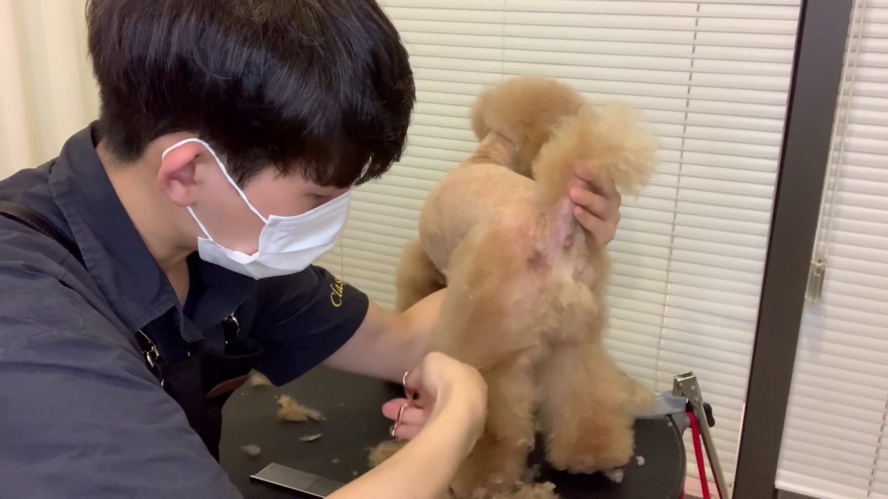 털에 묻힌 미모 돌려깍기로 찾아줬습니다. 푸들미용