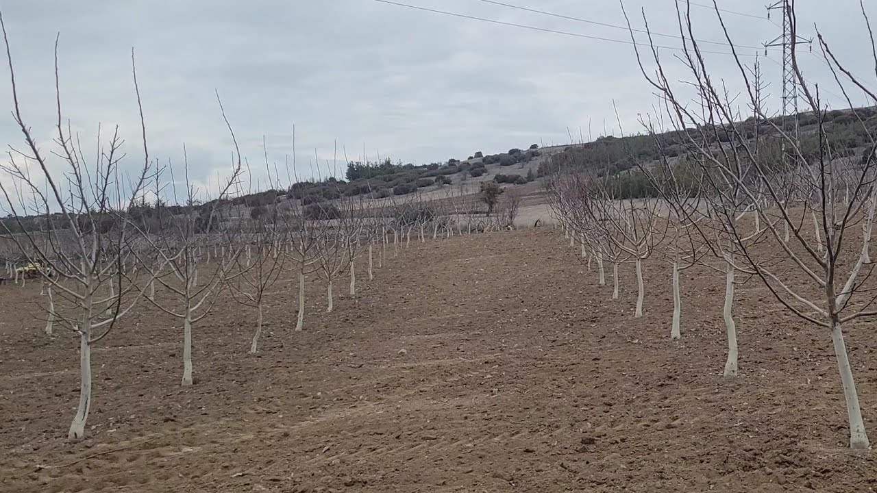 295- Budamama (No Pruning) Yönteminde Cevizin Yıllar içinde Gelişimi , Denizli, Bozkurt, inceler