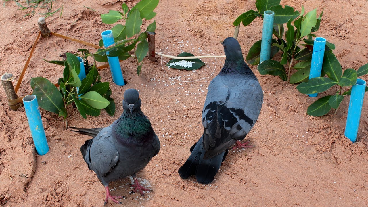 Awesome Creative Bird Trap Using PVC - How To Make Bird Perch Snare Traps With PCV Works 100%