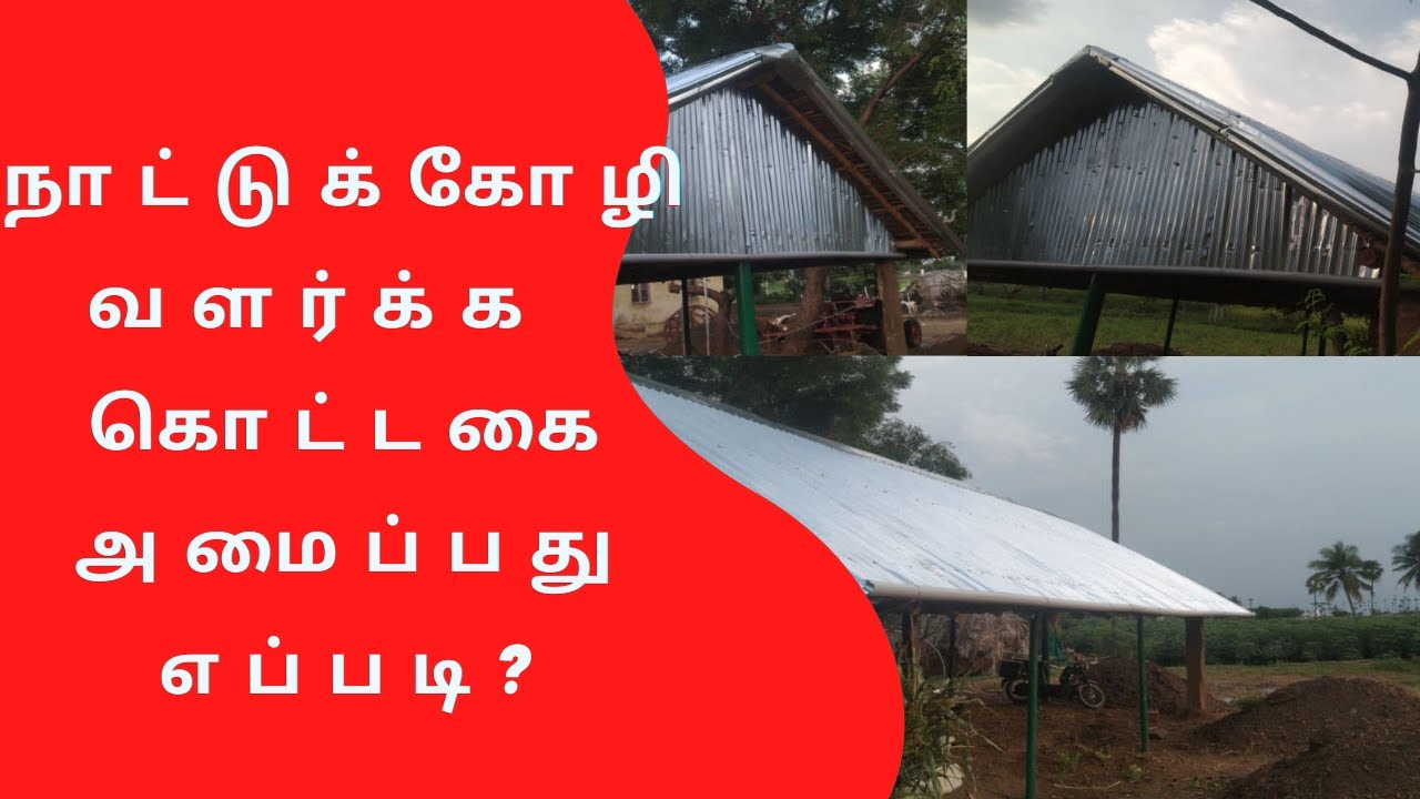 நாட்டுக்கோழி வளர்க்க  கொட்டகை அமைப்பது எப்படி?