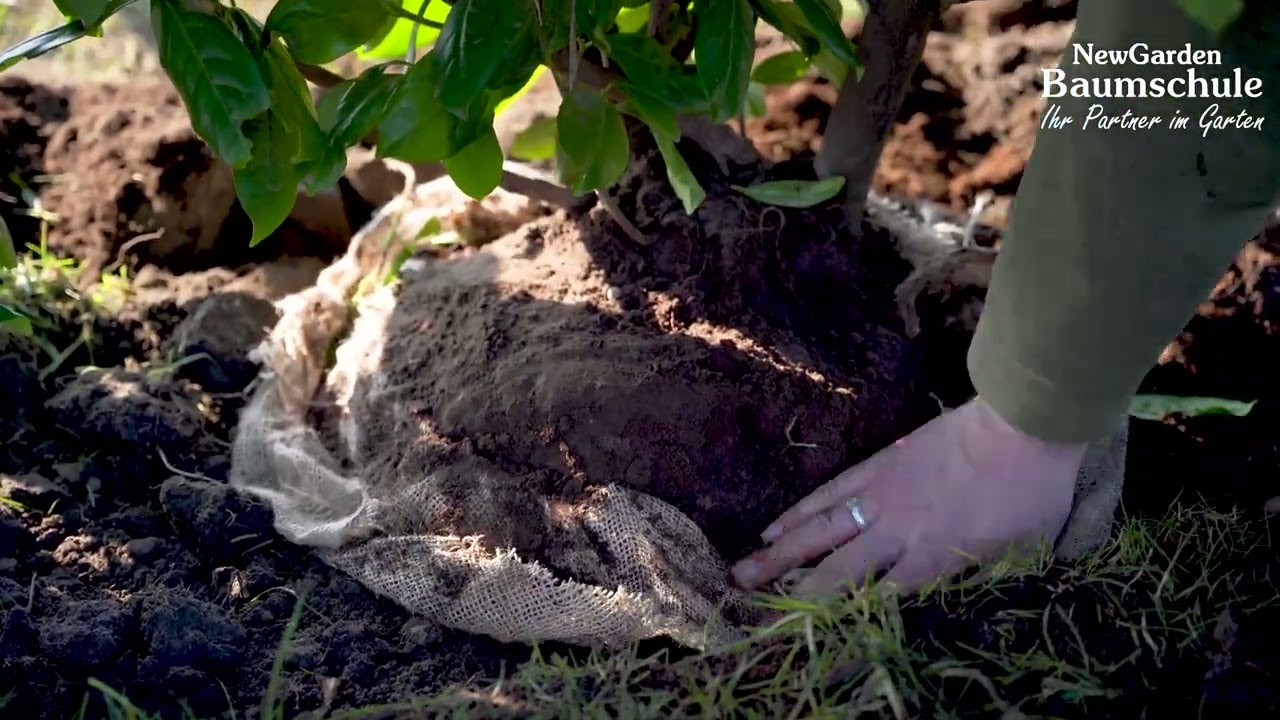 3. Setzen von Ballenware - Pflanzanleitung - Baumschule New Garden