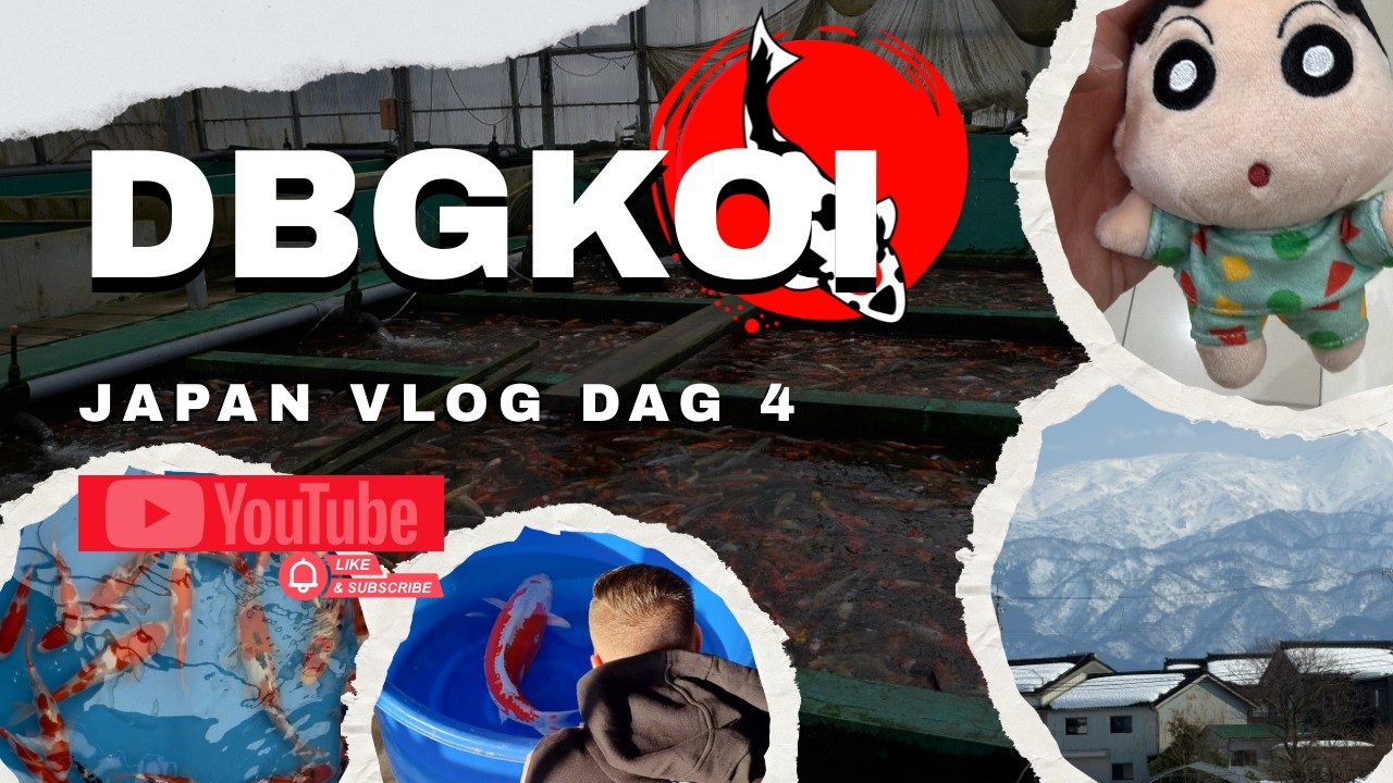 Koi hunt dag 4 | Buying koi at Nagoshi koi farm | Visiting Yamazaki koi farm