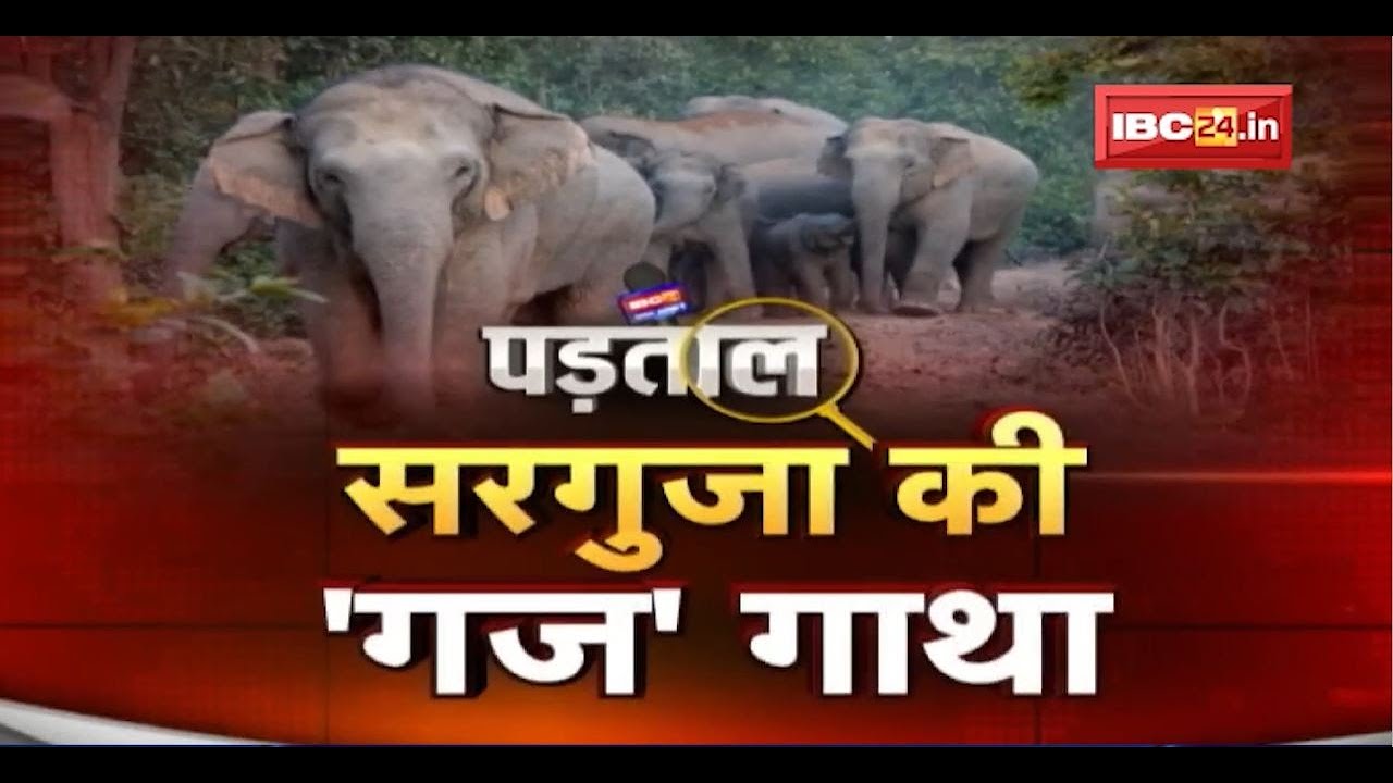 Surguja की 'गज' गाथा। सरगुजा के जंगल..गजराज की चिंघाड़! हाथी प्रभावित सरगुजा की जमीनी पड़ताल। PADTAL