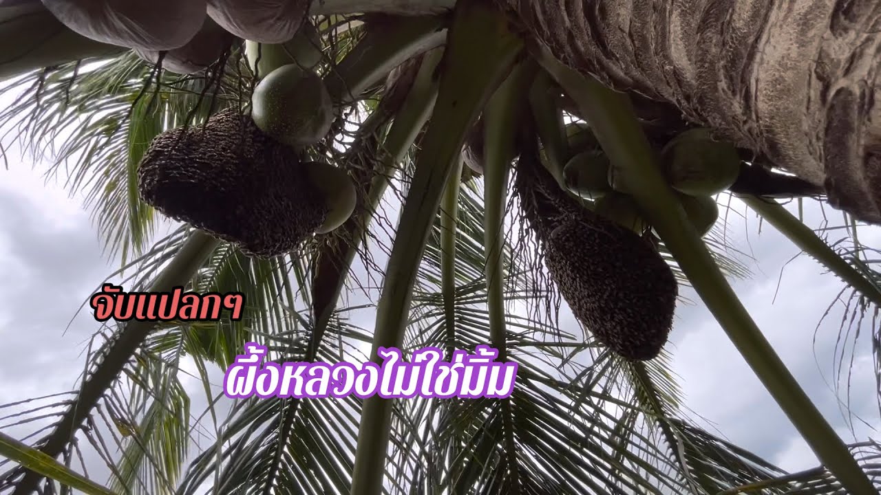 หมานมิ้มได้ล้นตะกร้า ผึ้งหลวงจับอยู่ลูกมะพร้าว |พรานหมึก คนตีผึ้ง