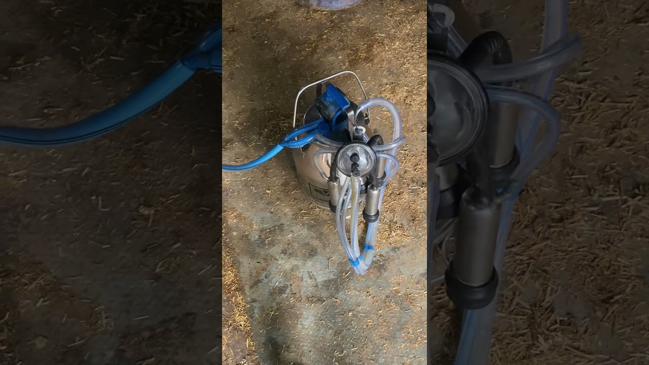 Vansun milking machine and price in indiaJashan Dairy Farm #dairyfarming #milkingmachine#farming#hf