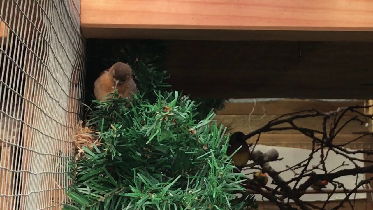 Red Siskins. A proud dad