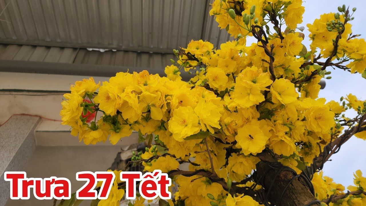 Trưa 27 Tết - Các Giống Mai Nở Hoa Ngoài Nắng