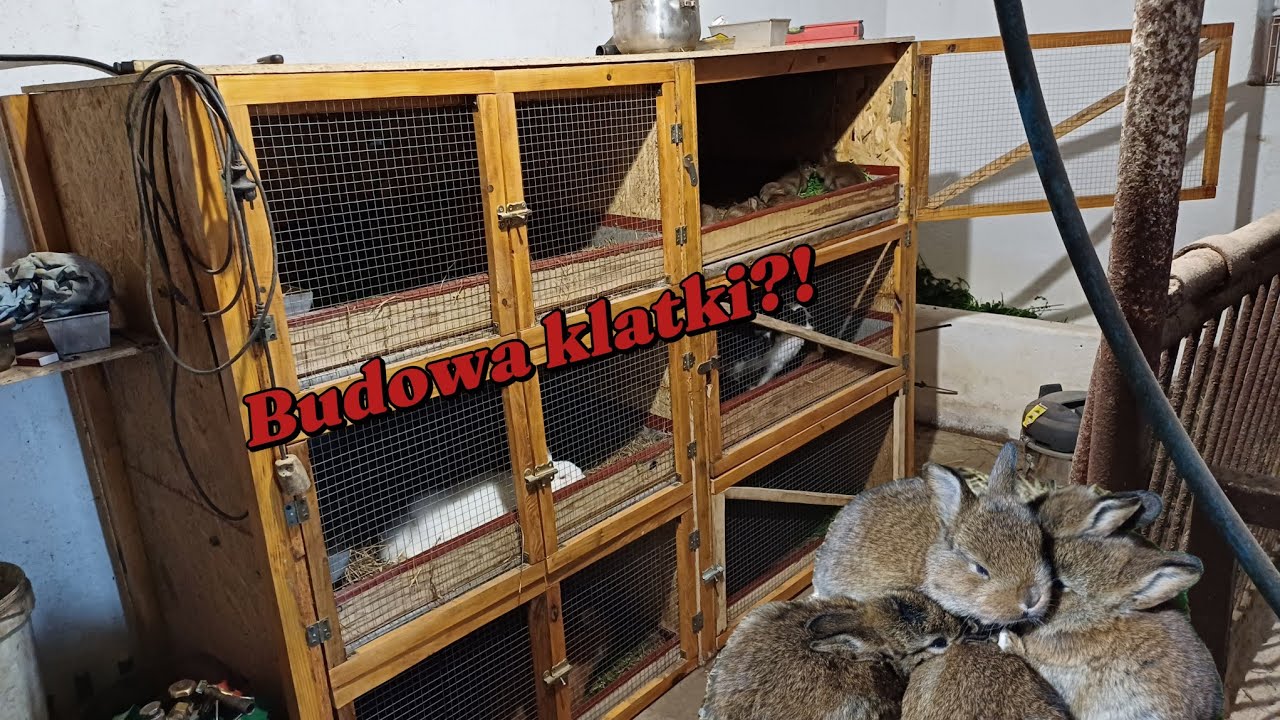 Przygotowania do budowy nowej klatki. Jak wyglądają ocalałe króliki?🐇🐰 Kolejne wykoty tuż tuż😄